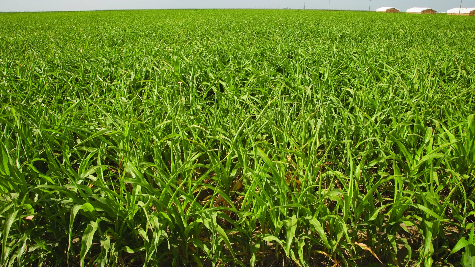 Green milo field on a dairy farm in Fresno County