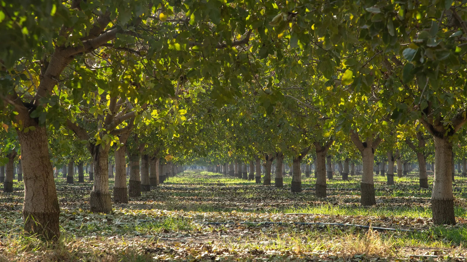 Shaded rows in a pistachio orchard in Madera County